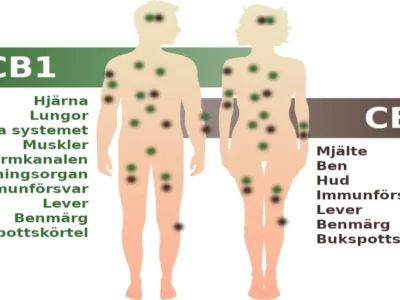 Vad är det Endocannabinoida systemet (ECS) - DR. Herbals