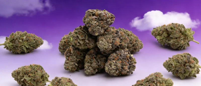 Här kan du köpa THCA lagligt - DR. Herbals