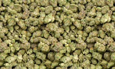Vad är CBD Buds? - DR. Herbals