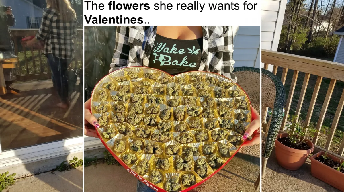 Närbild på CBD Buds hampablommor