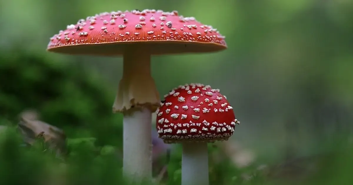 Amanita Muscaria Köpa - Allt du behöver veta - DR. Herbals