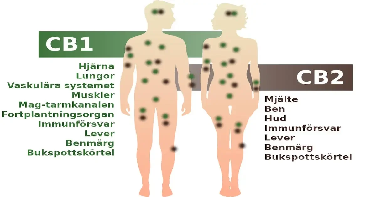 Vad är det Endocannabinoida systemet (ECS) - DR. Herbals